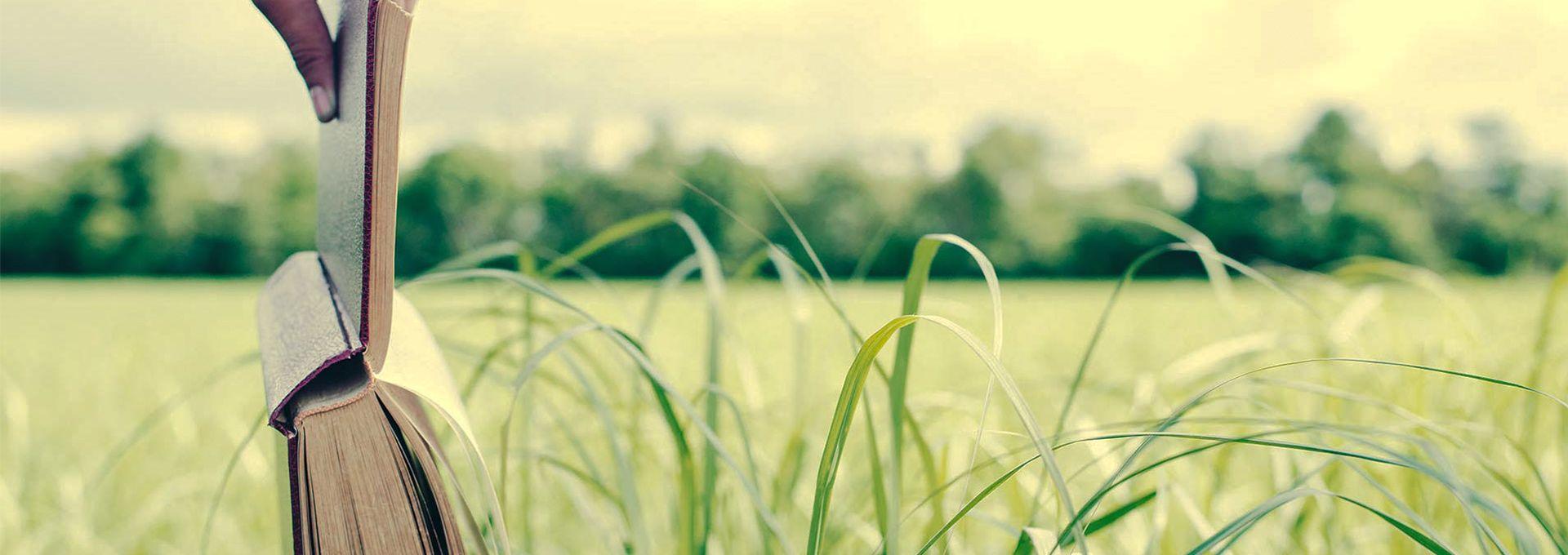 Il Frutto del Cardamomo